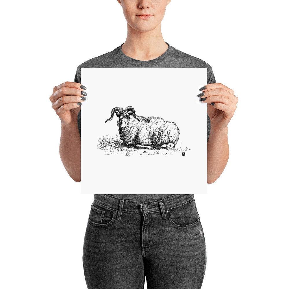 BellavanceInk: Pen & Ink Drawing of a Laying Ram Print - BellavanceInk