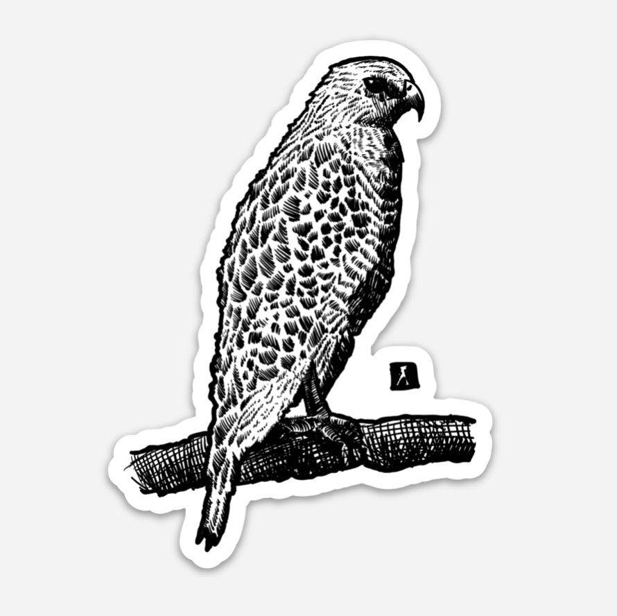 BellavanceInk: Falcon Pen And Ink Illustration Vinyl Sticker - BellavanceInk