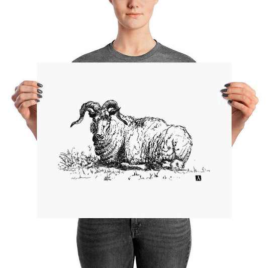 BellavanceInk: Pen & Ink Drawing of a Laying Ram Print - BellavanceInk