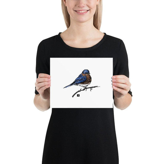 BellavanceInk: Pen & Ink/Watercolor Of An Eastern Bluebird Back Yard Bird On A Branch Print - BellavanceInk